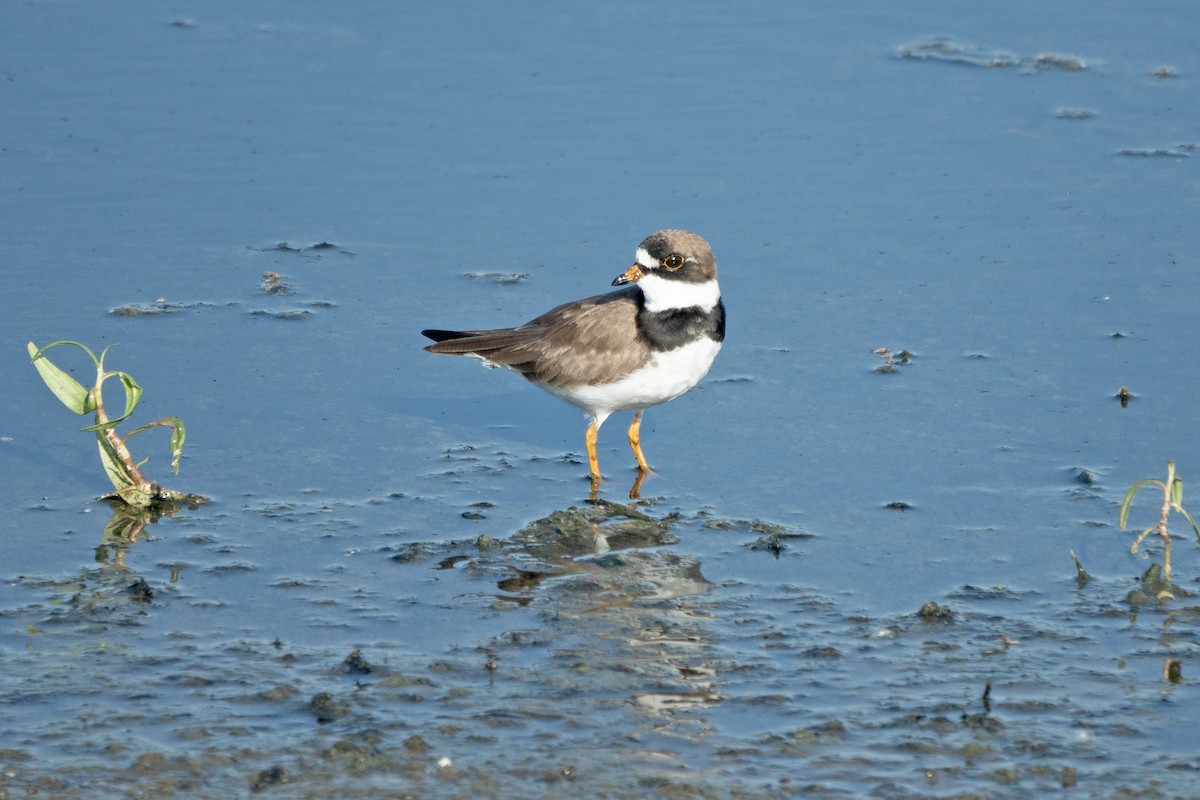 Semipalmated Plover - ML619285347