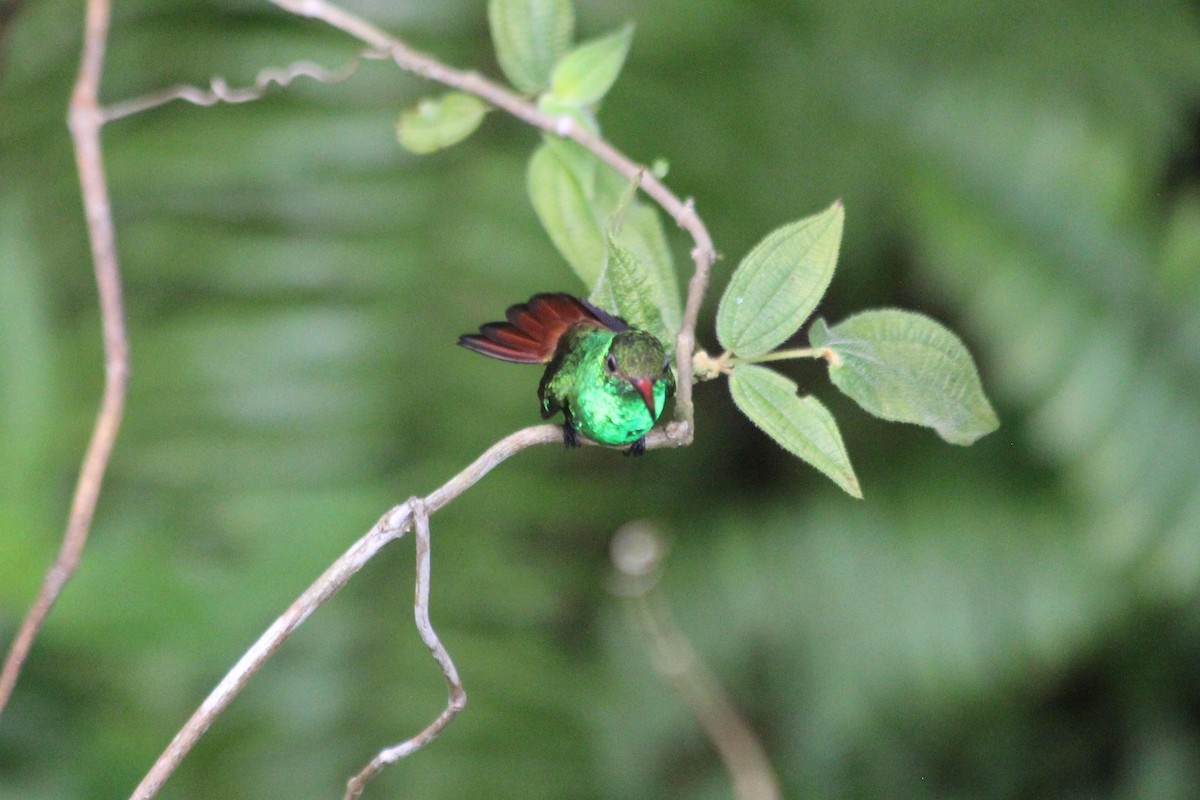 Rufous-tailed Hummingbird - ML619285411