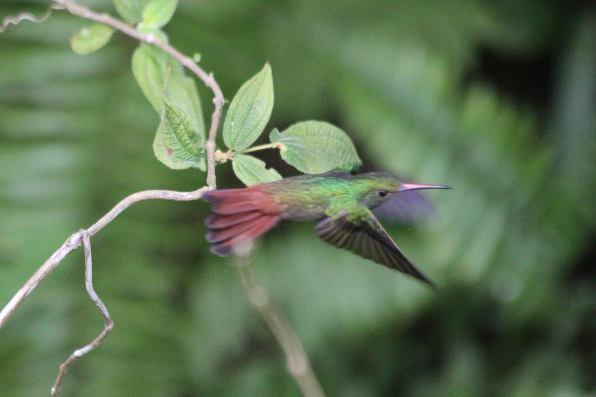 Rufous-tailed Hummingbird - ML619285412