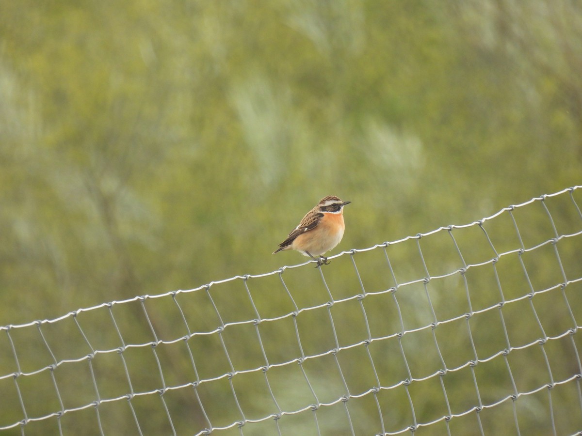 Whinchat - ML619285415