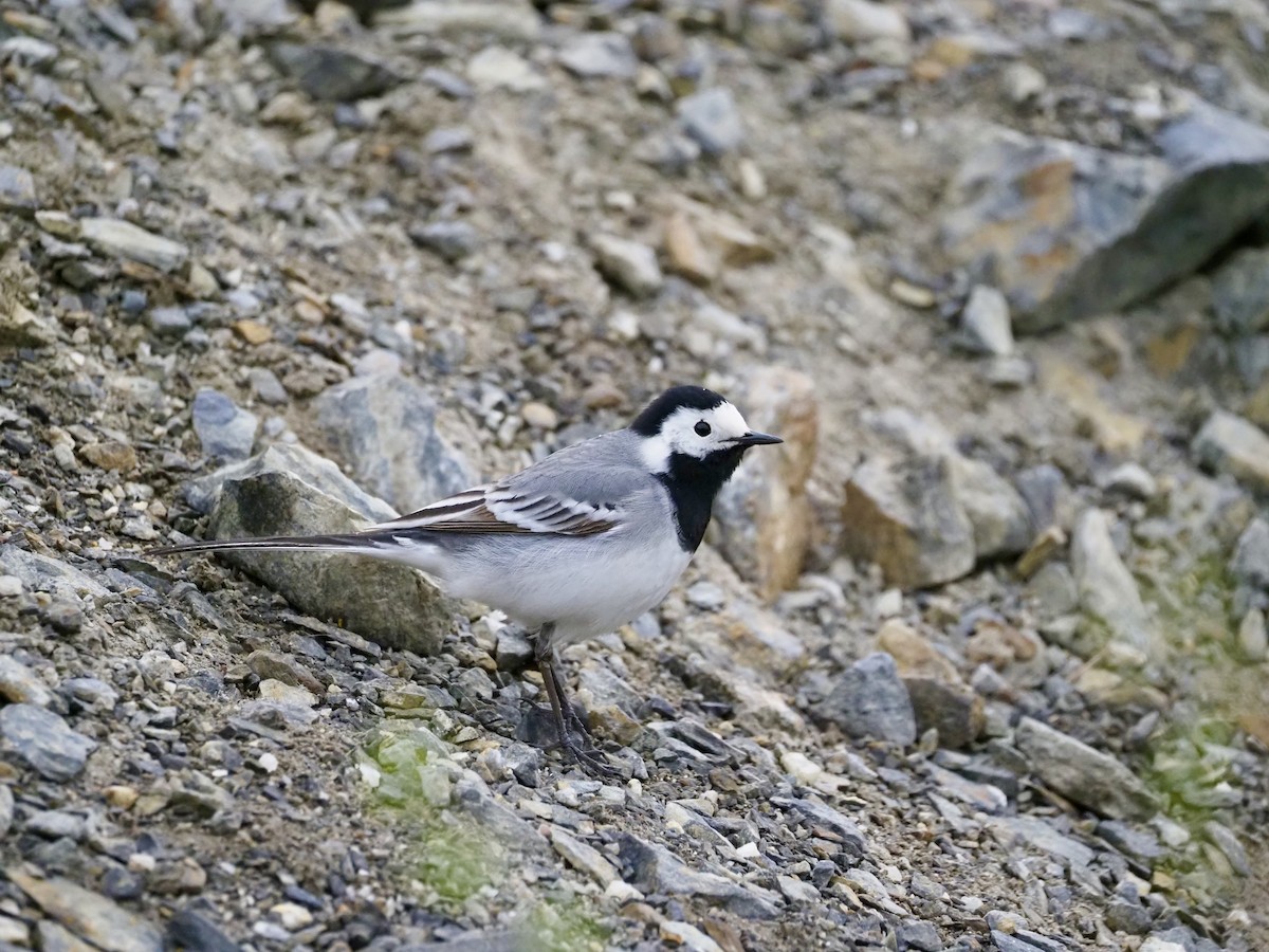 White Wagtail (White-faced) - ML619285472