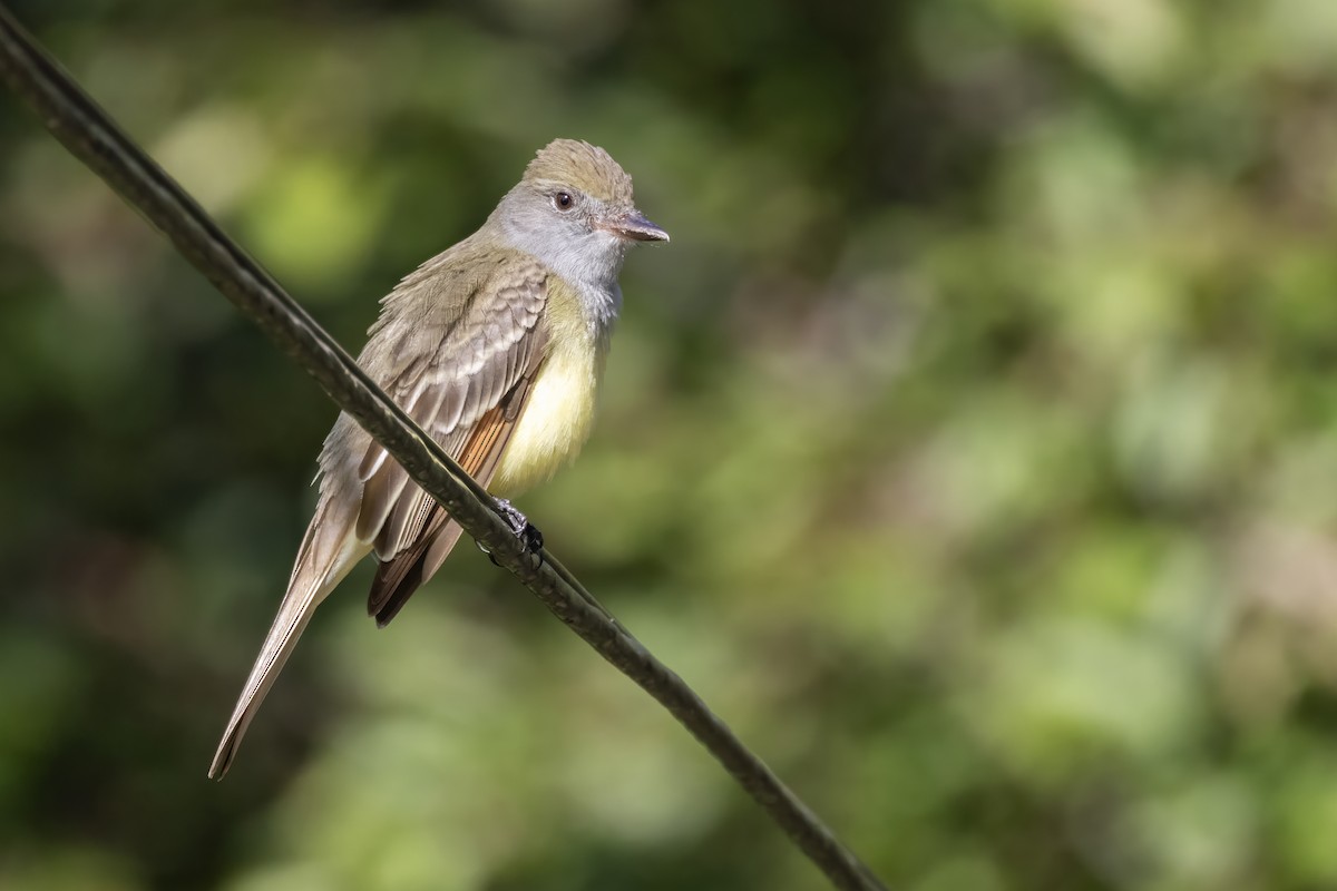 Great Crested Flycatcher - ML619285496