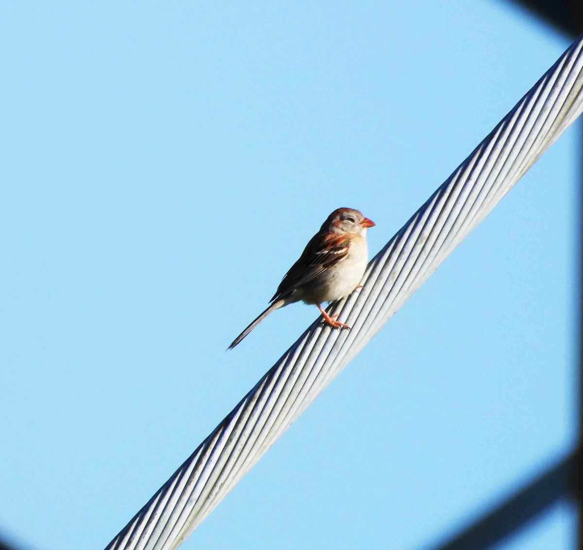 Field Sparrow - ML619285499
