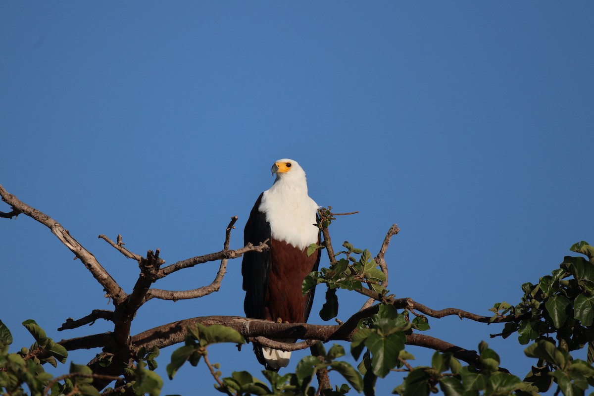 African Fish-Eagle - ML619285508