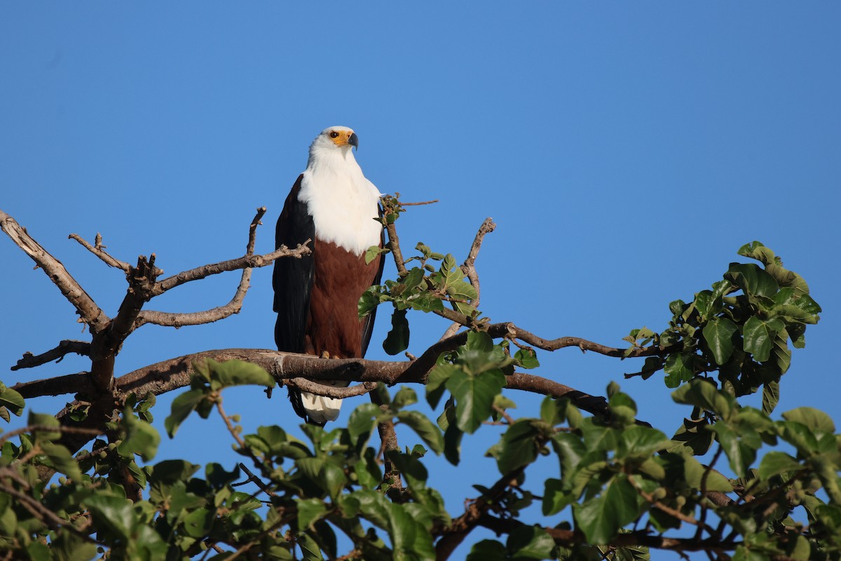 African Fish-Eagle - ML619285509