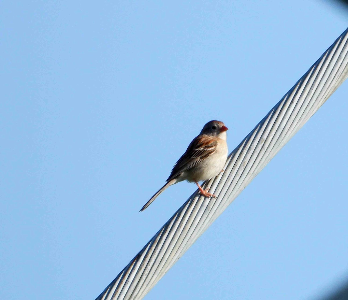 Field Sparrow - ML619285514