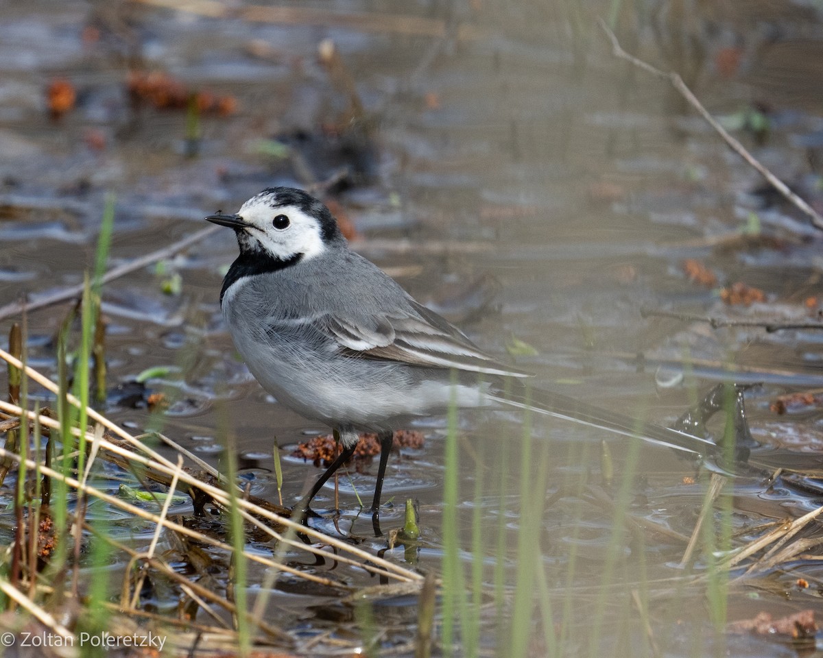 White Wagtail (White-faced) - ML619285553