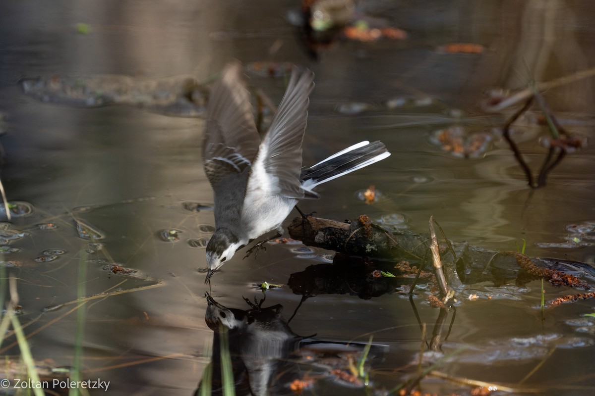 White Wagtail (White-faced) - ML619285555