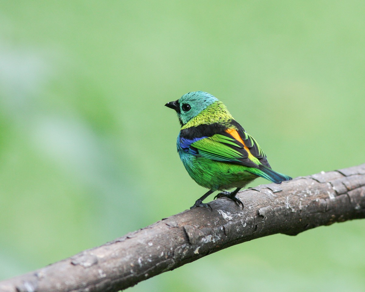 Green-headed Tanager - ML619285614