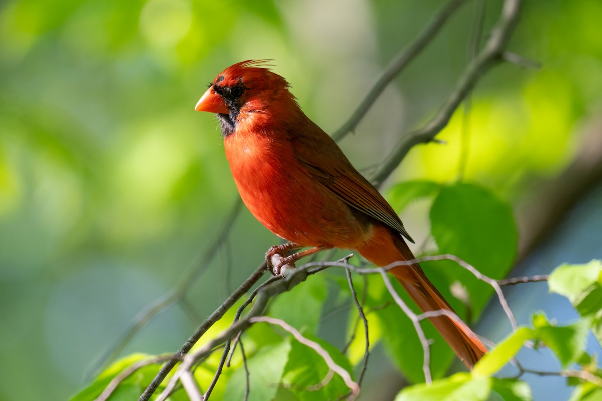 Cardinal rouge - ML619285641