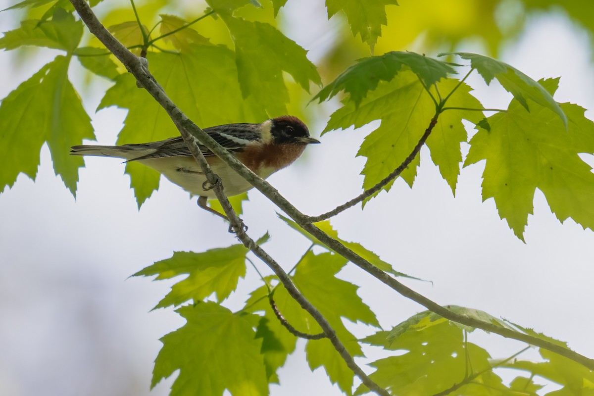Bay-breasted Warbler - ML619285688