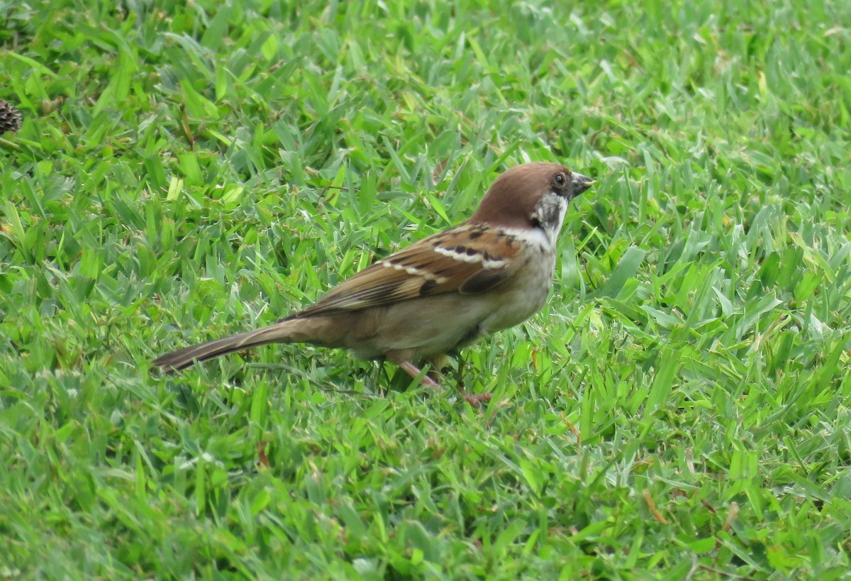 Eurasian Tree Sparrow - ML619285722
