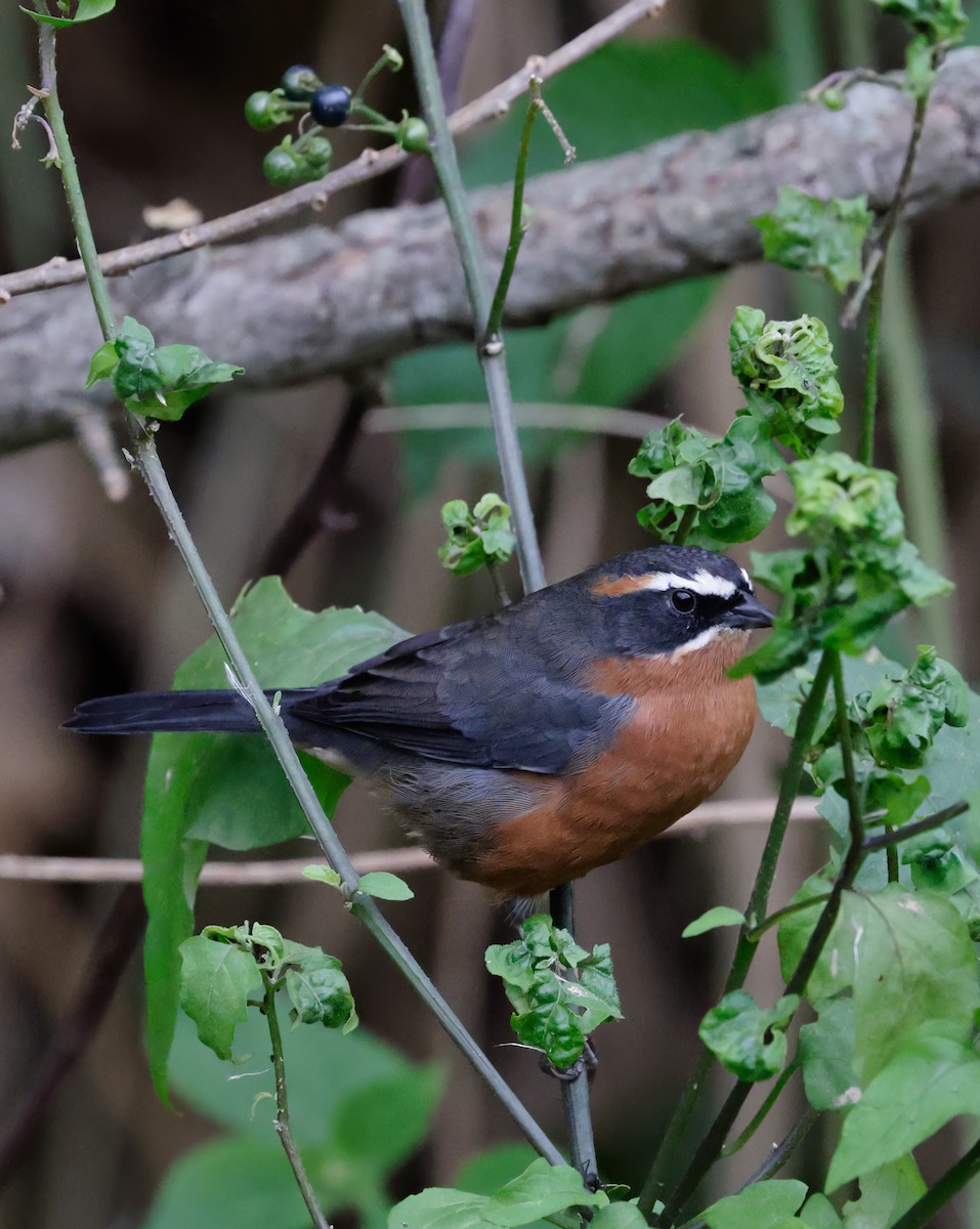 Black-and-rufous Warbling Finch - ML619285738