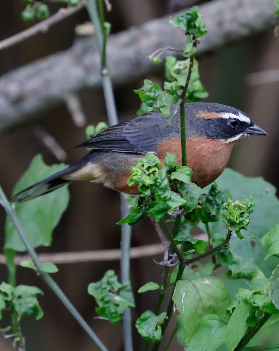 Black-and-rufous Warbling Finch - ML619285739
