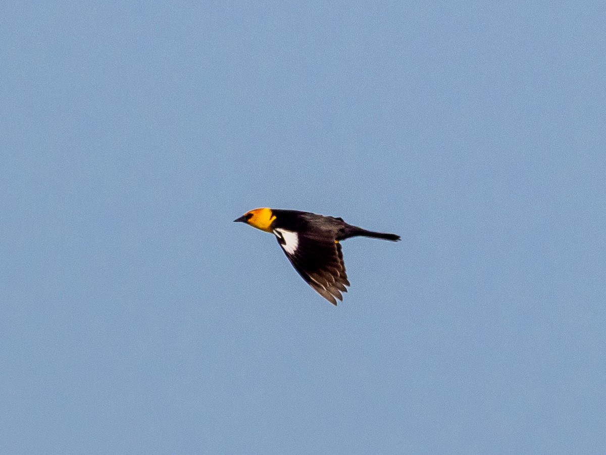 Yellow-headed Blackbird - ML619285745