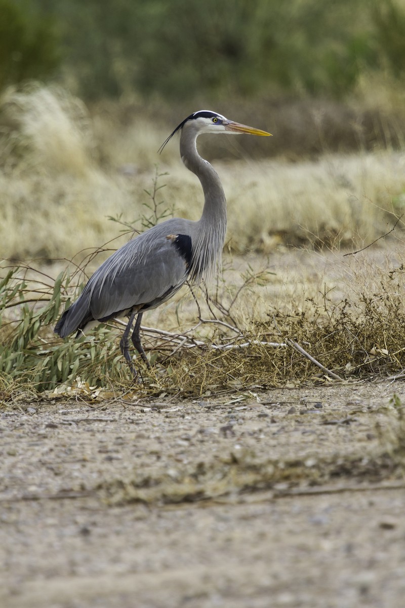 Great Blue Heron - ML619285761