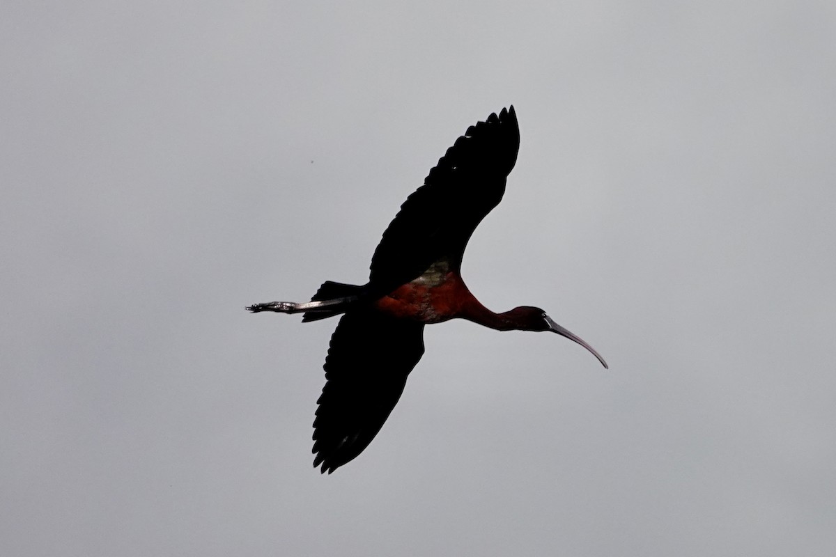 ibis hnědý - ML619285804