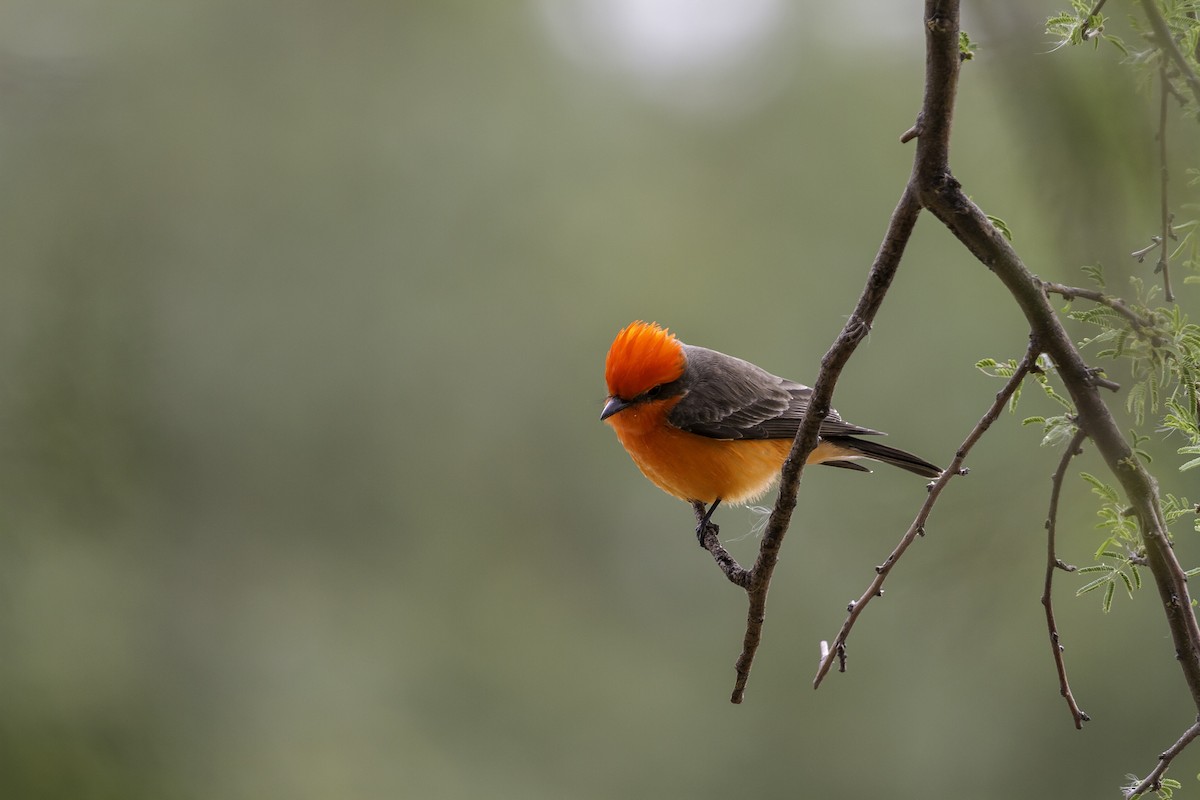 Vermilion Flycatcher - ML619285814