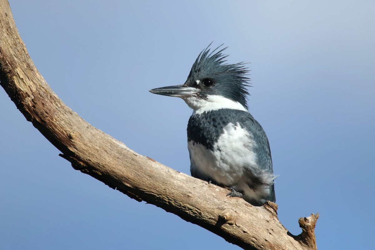 Belted Kingfisher - ML619285896
