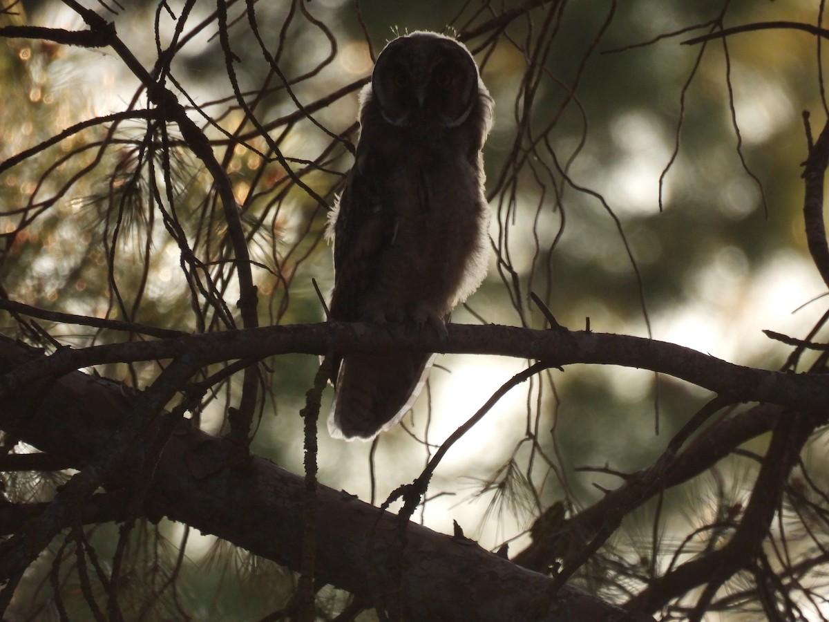 Long-eared Owl - ML619285898