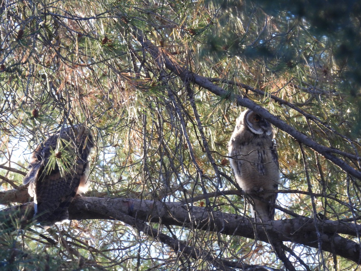 Long-eared Owl - ML619285899