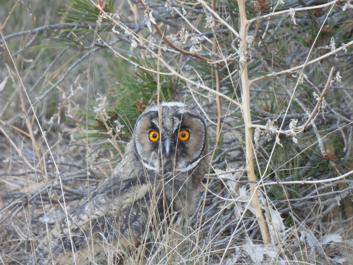 Long-eared Owl - ML619285900