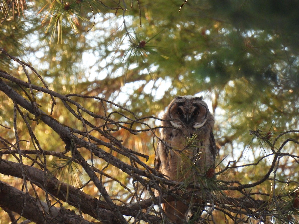 Long-eared Owl - ML619285901