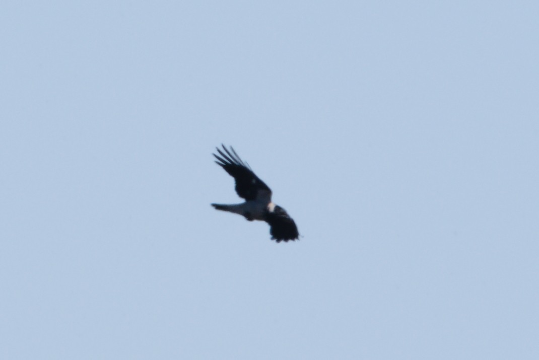 Hooded Crow - ML619285963