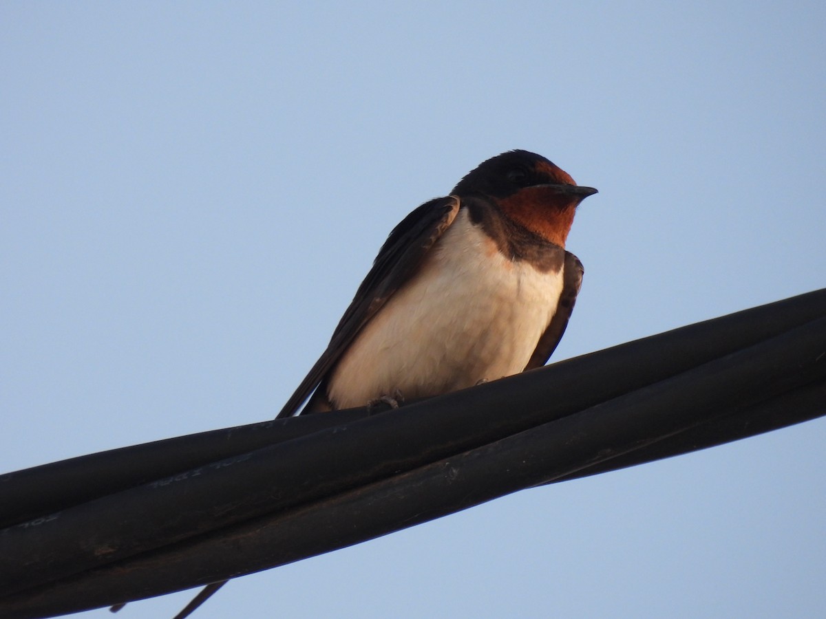 Barn Swallow - ML619285978