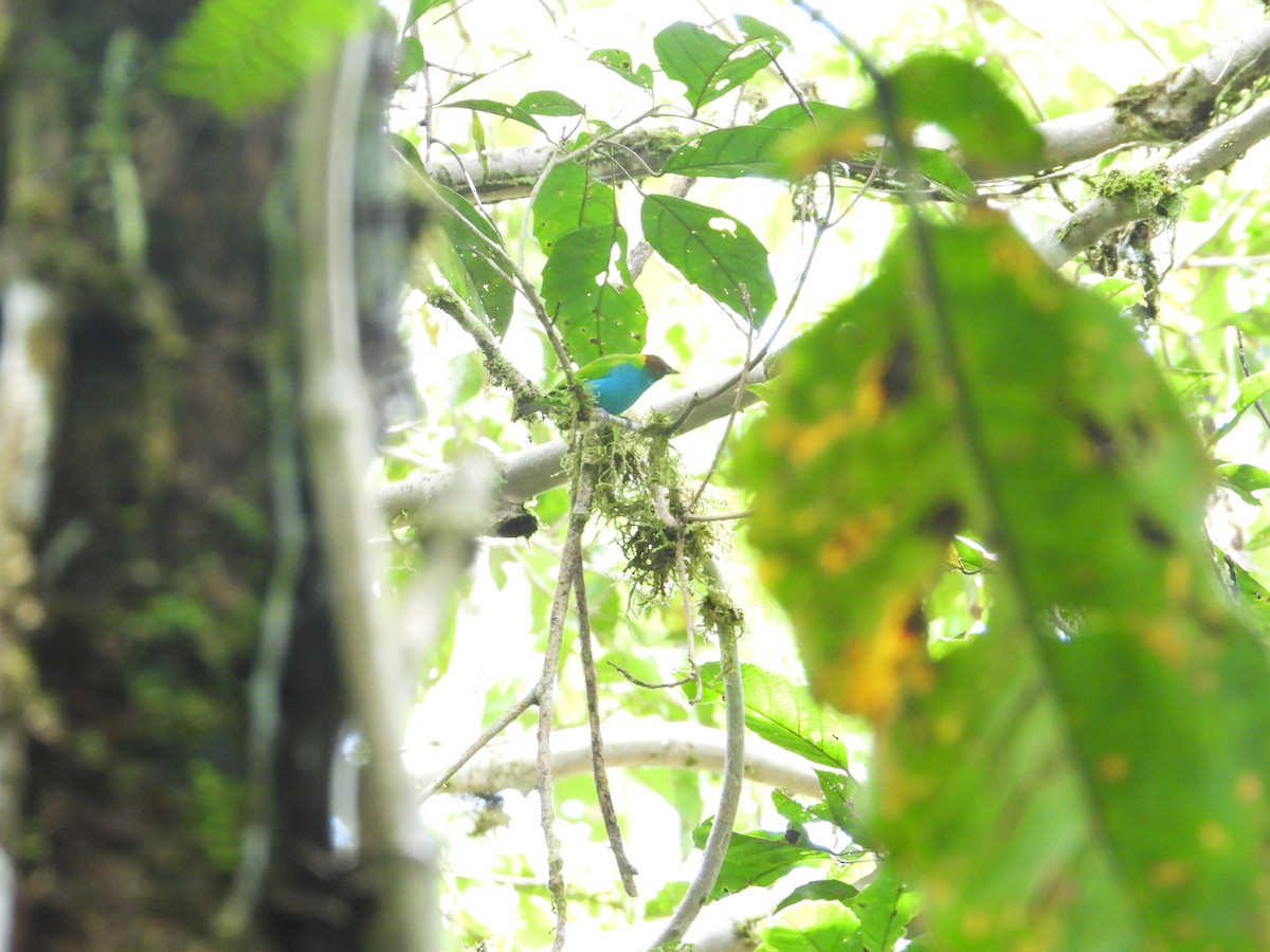 Bay-headed Tanager - ML619286002