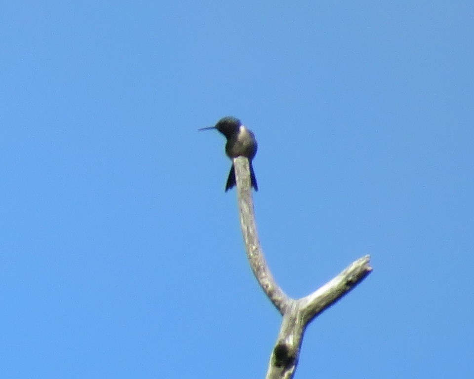 Ruby-throated Hummingbird - ML619286013