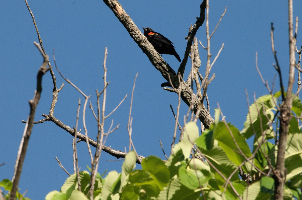 Red-winged Blackbird - ML619286090