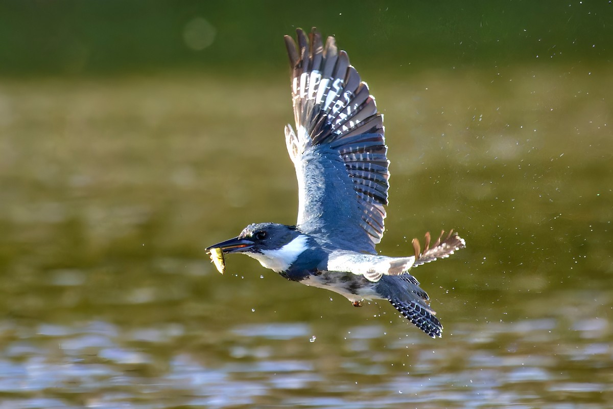 Belted Kingfisher - ML619286115