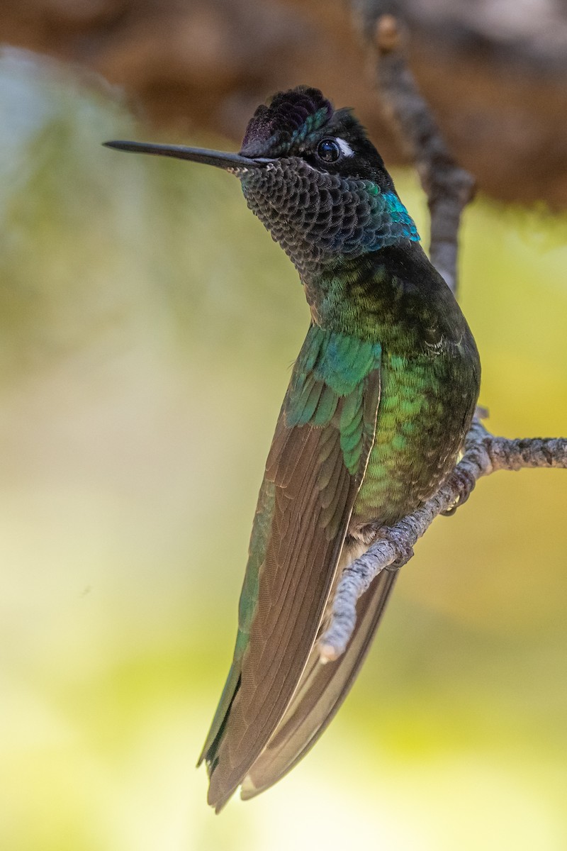 kolibřík skvostný - ML619286136