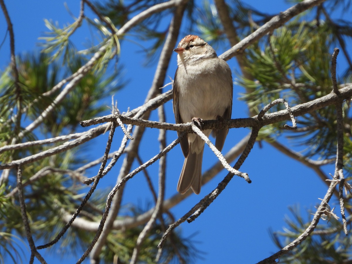 Chipping Sparrow - ML619286171