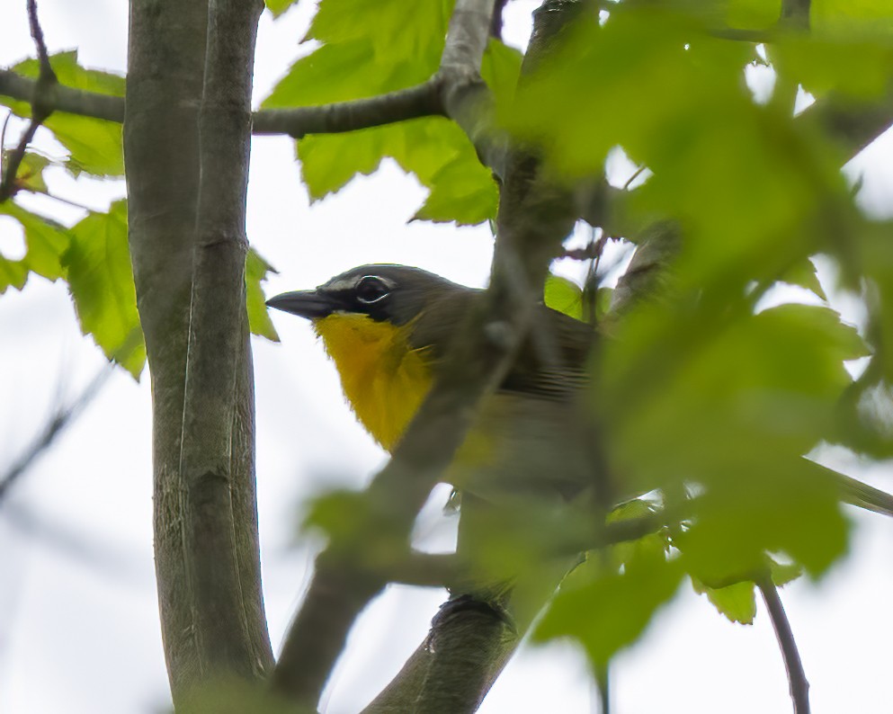 Yellow-breasted Chat - ML619286181