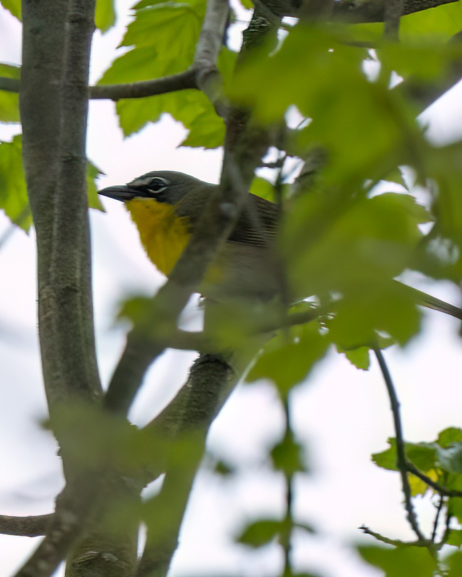 Yellow-breasted Chat - ML619286182