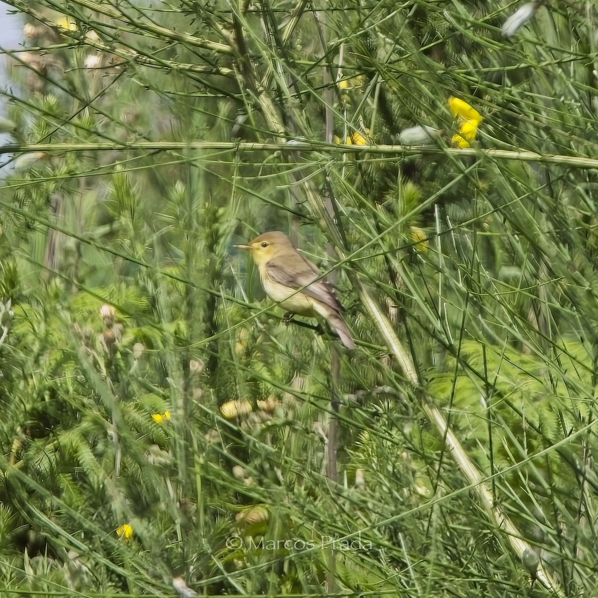 Melodious Warbler - ML619286219
