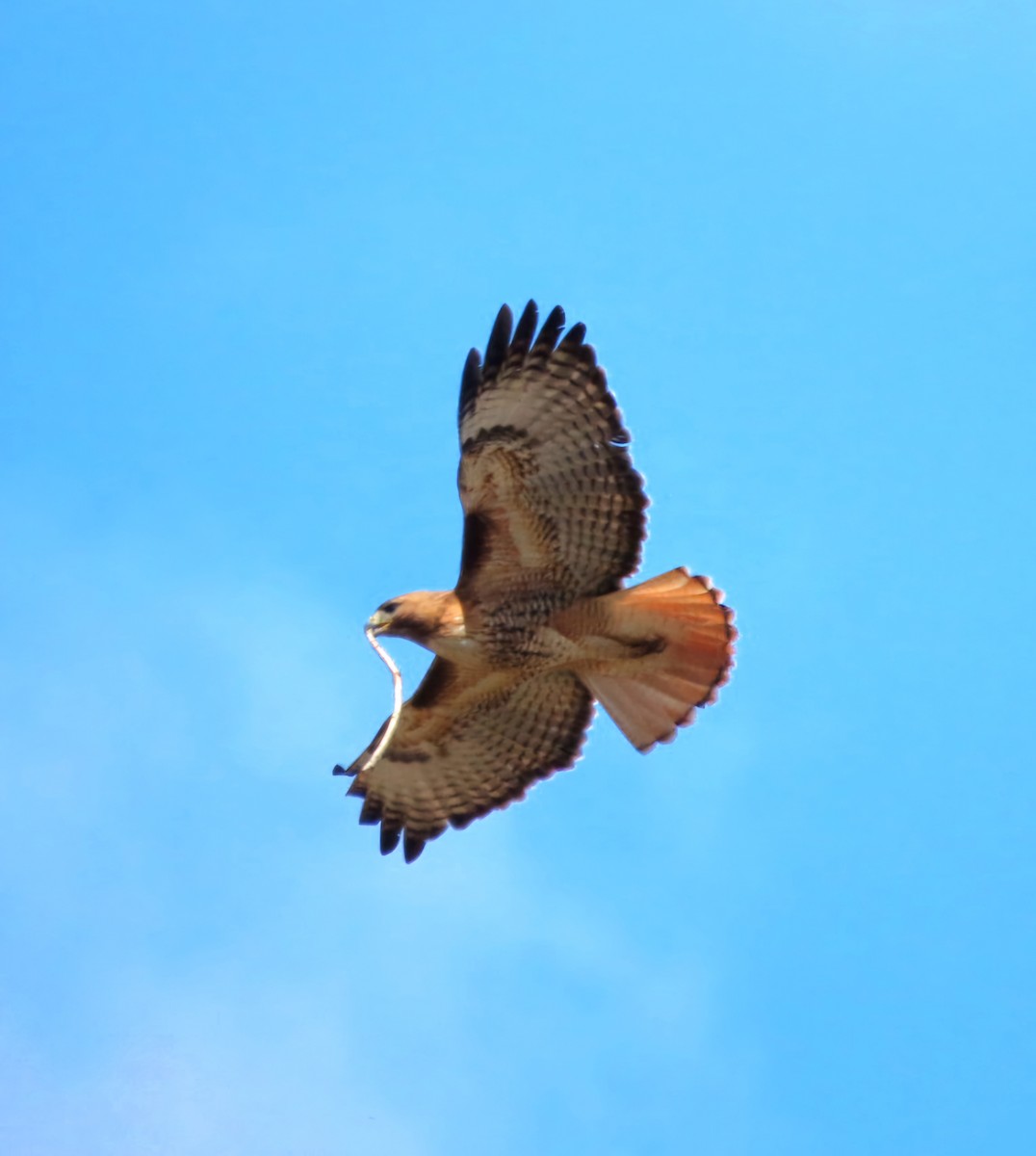 Red-tailed Hawk - ML619286271