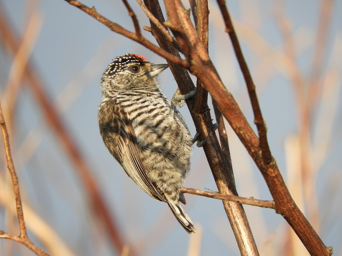 White-barred Piculet - ML619286273