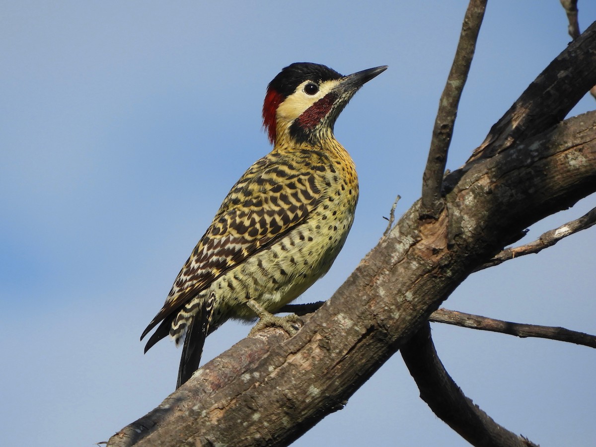 Green-barred Woodpecker - ML619286278
