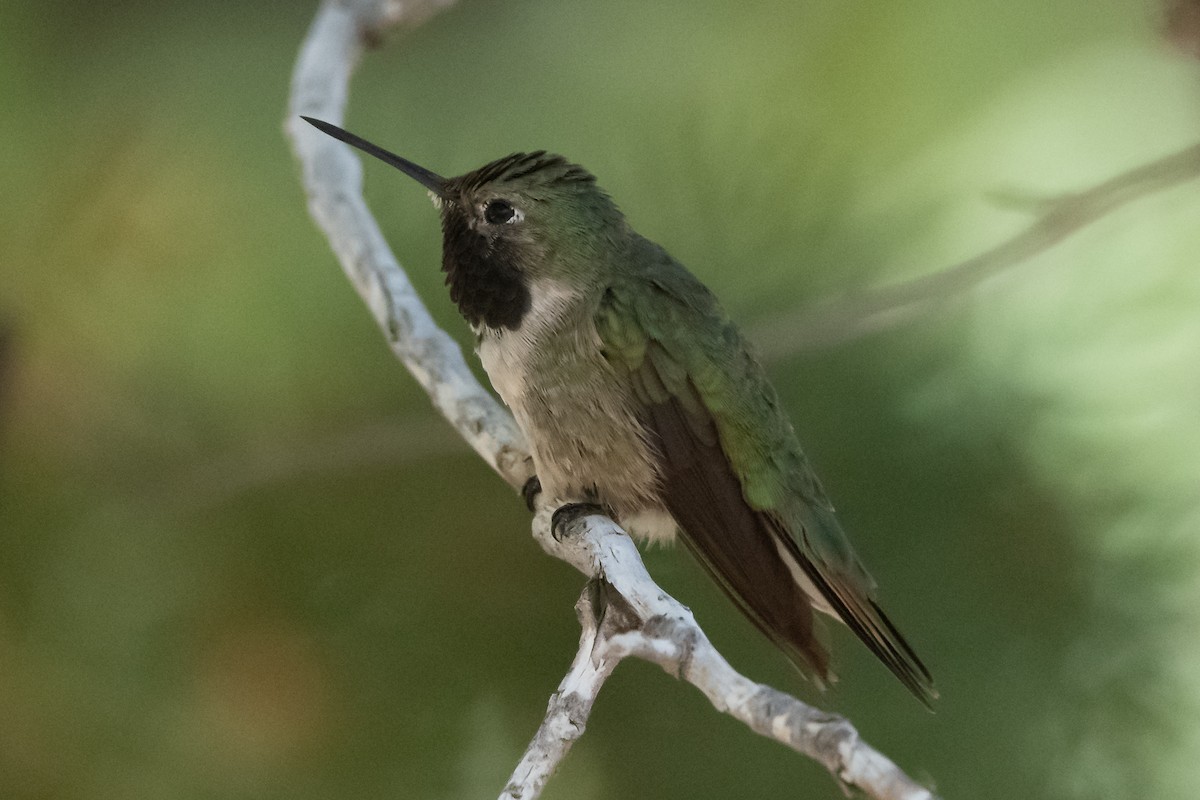 Broad-tailed Hummingbird - ML619286331