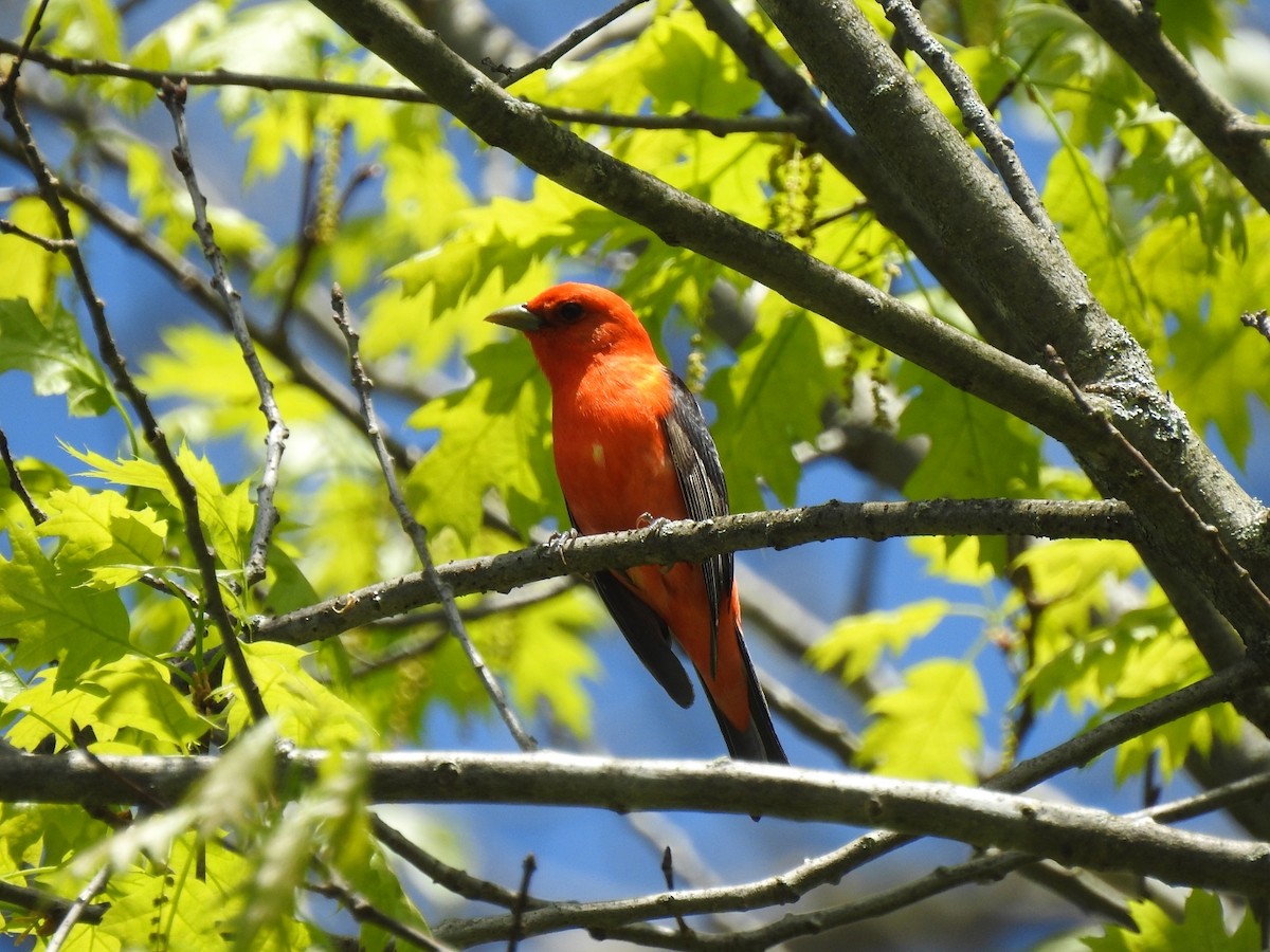 Scarlet Tanager - ML619286333