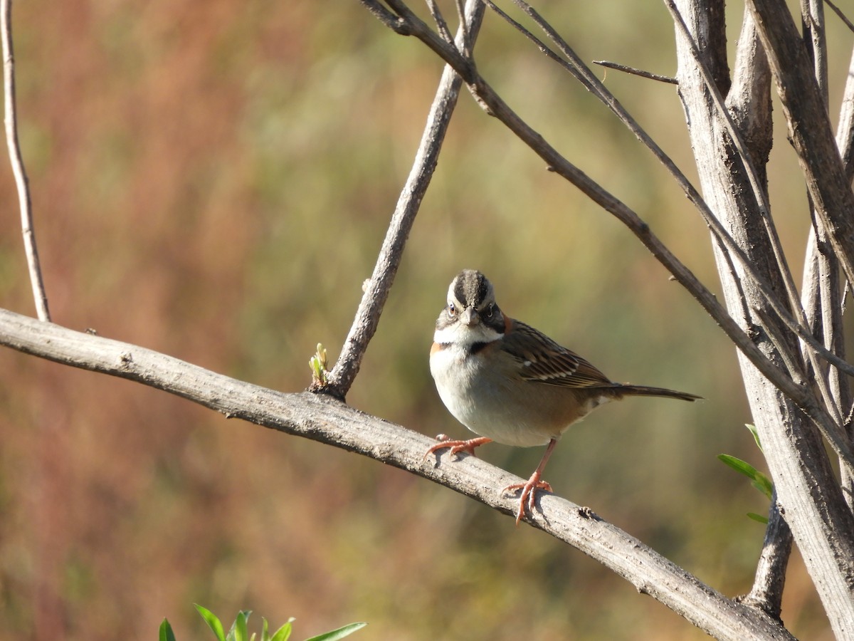 Rufous-collared Sparrow - ML619286353