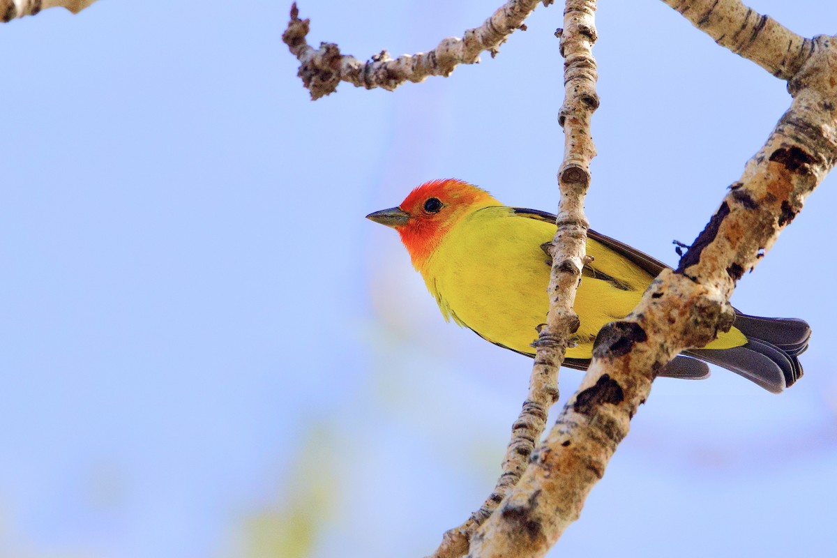 Western Tanager - ML619286519