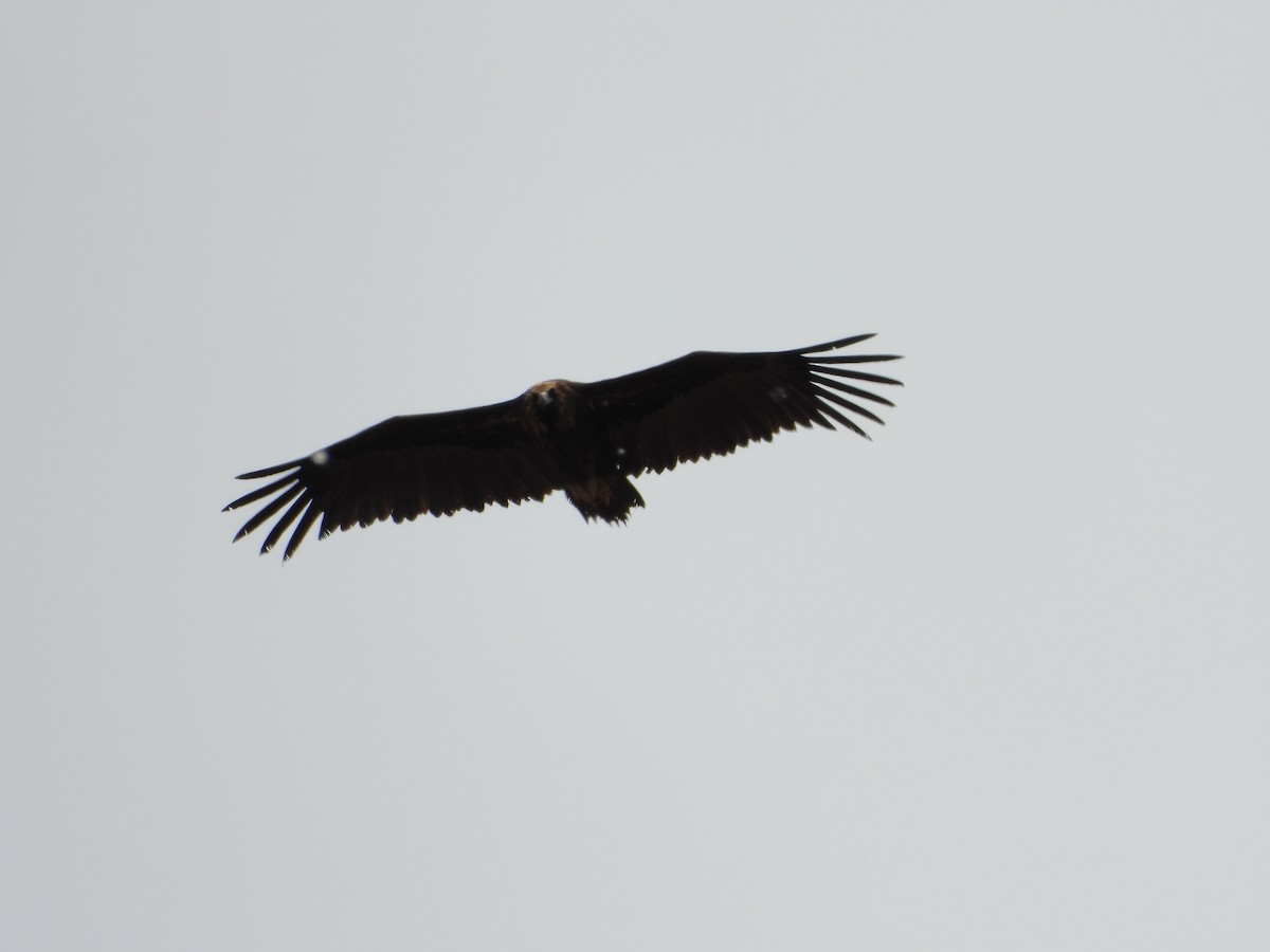 Cinereous Vulture - ML619286667