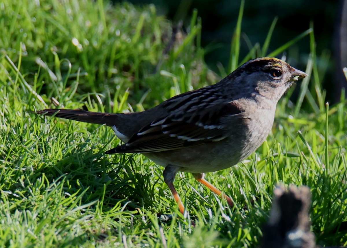 Golden-crowned Sparrow - ML619286744