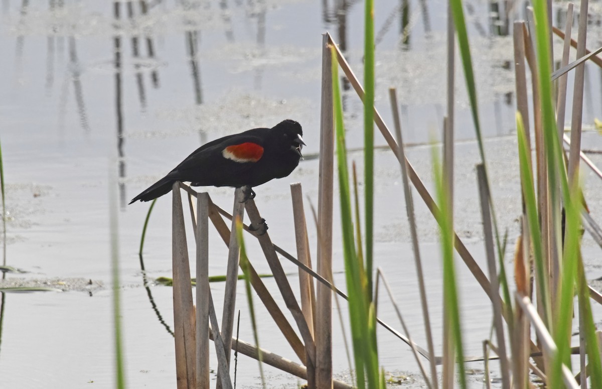 Red-winged Blackbird - ML619286837