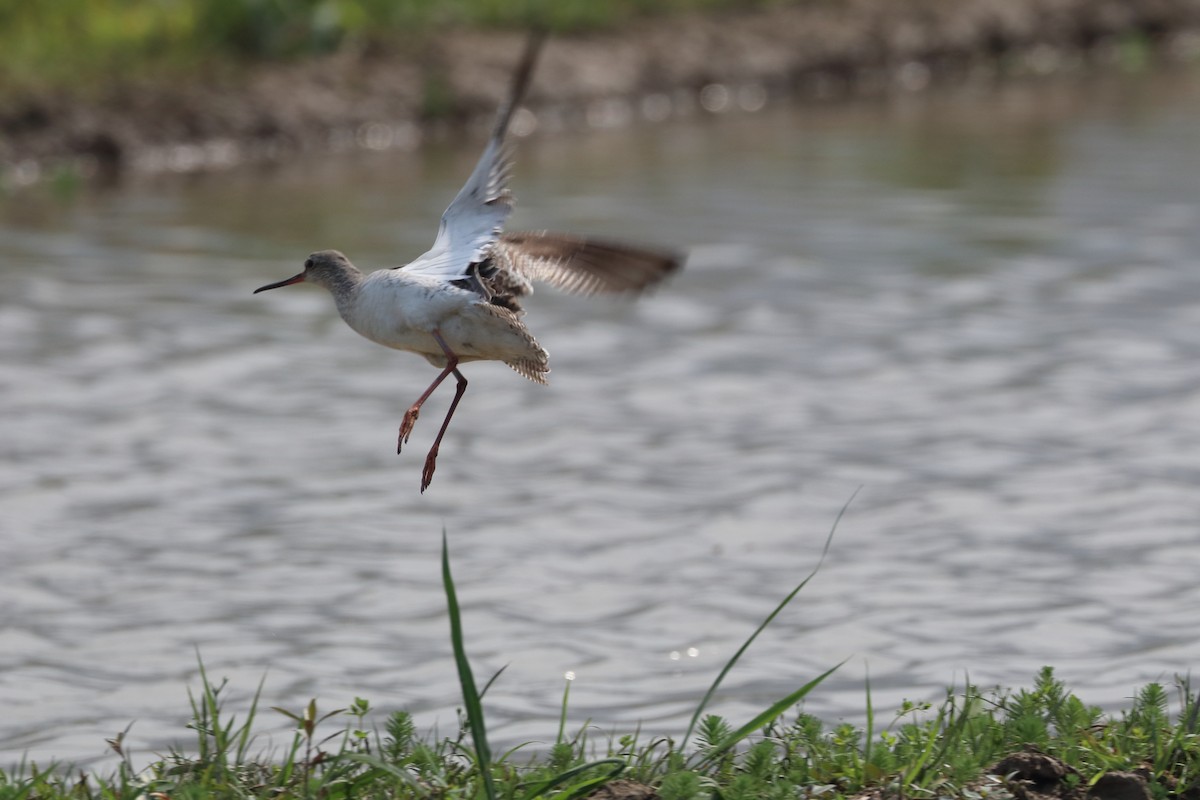 Spotted Redshank - ML619286840