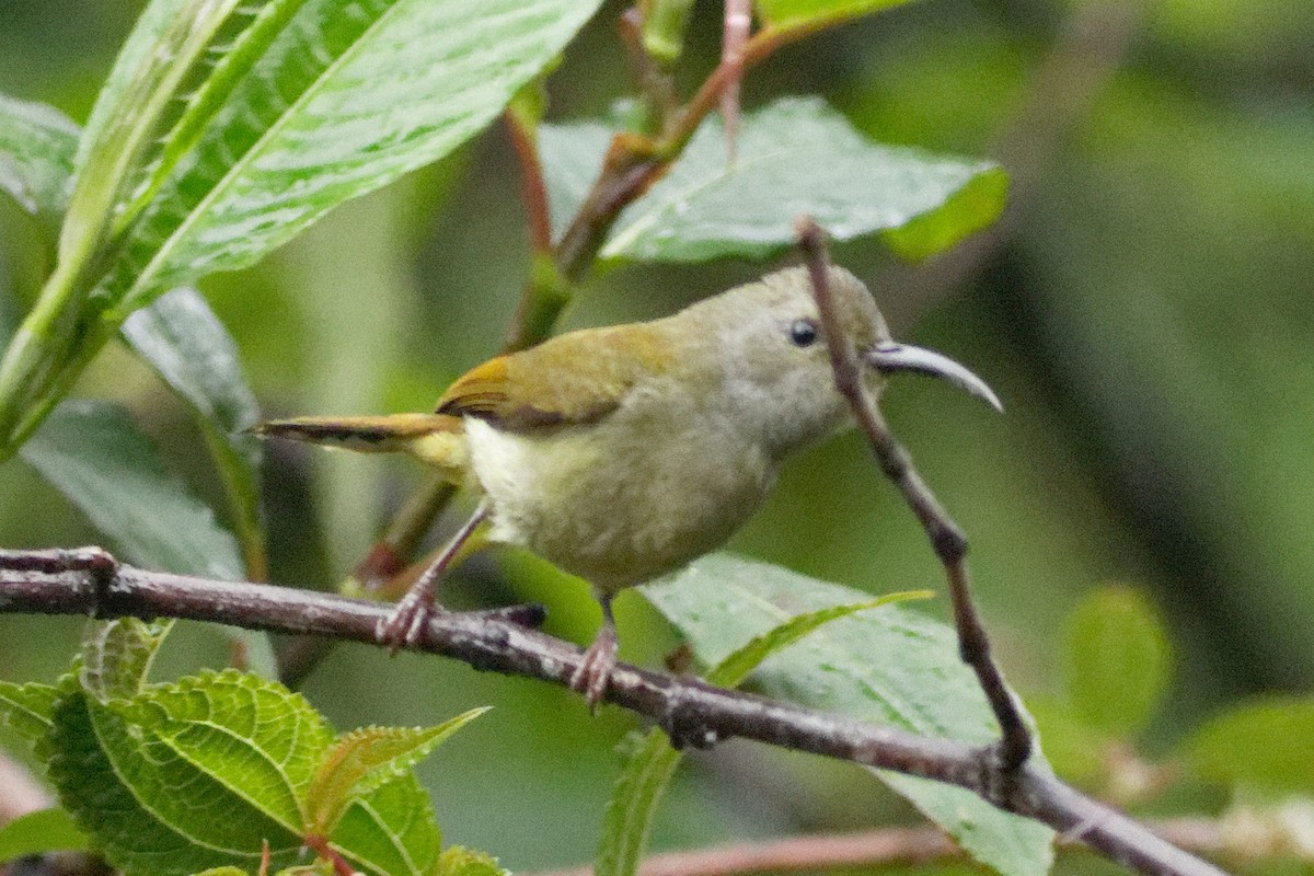 Green-tailed Sunbird - ML619286890